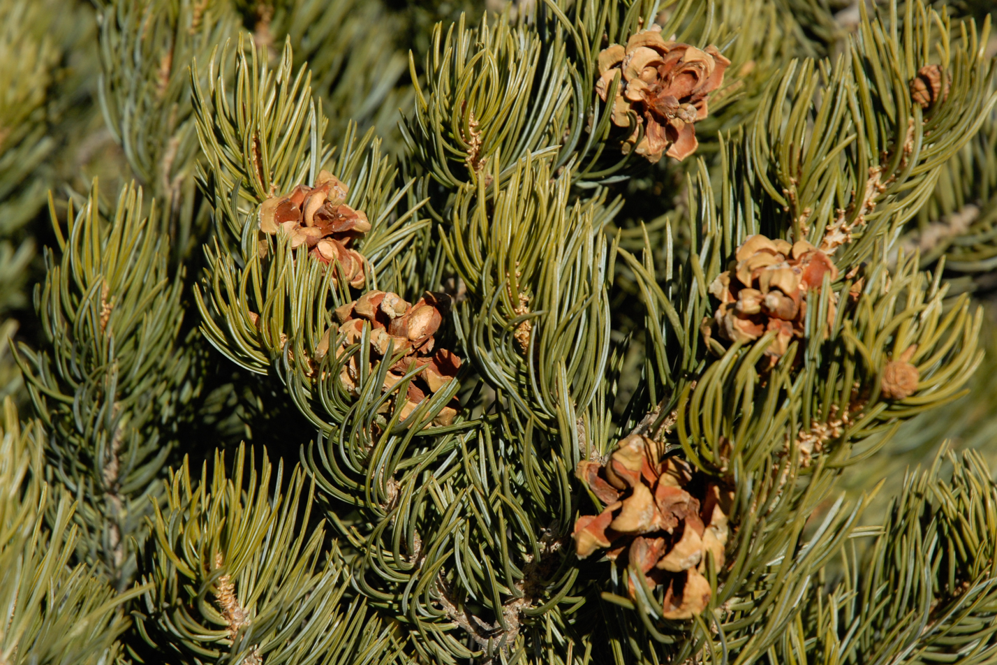 Pinyon Pine